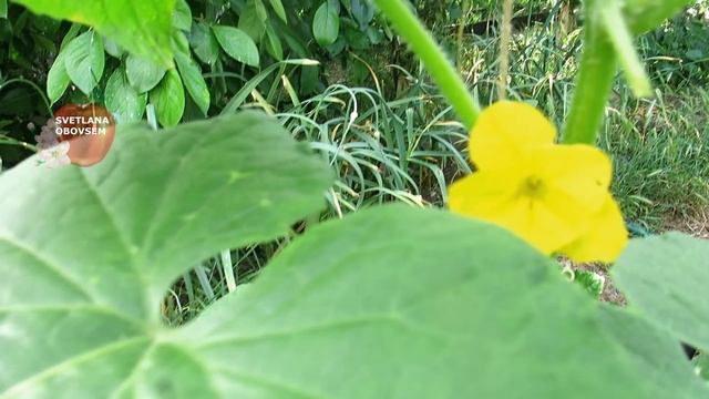 СРОЧНО ОБРАБОТАЙ ОГУРЦЫ,ЧТО БЫ ЛИСТЬЯ НЕ ЖЕЛТЕЛИ.УРОЖАЙ БУДЕШЬ СОБИРАТЬ ДО ОСЕНИ.ПРОВЕРЕННЫЕ СПОСОБ смотреть онлайн