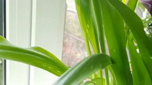 Калла микс.Цветок Калла в горшке.Уход в домашних условиях.