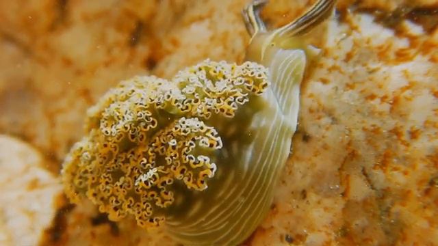 Ocean Океан- 4K 60fps Video HDR (ULTRA HD) смотреть онлайн