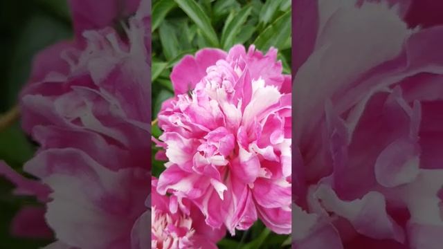 Paeonia Celebrity смотреть онлайн