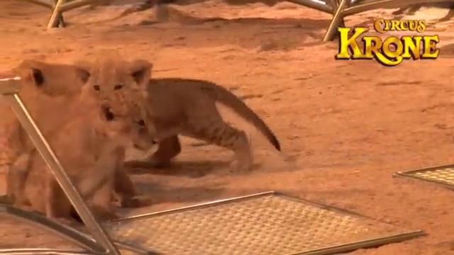 Circus Krone TV- 5 Lions Babies first time in the Ring смотреть онлайн