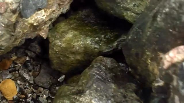 Где искать ракушки. смотреть онлайн