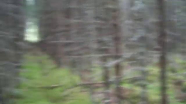 Дпс в лесу катаются с сиреной смотреть онлайн