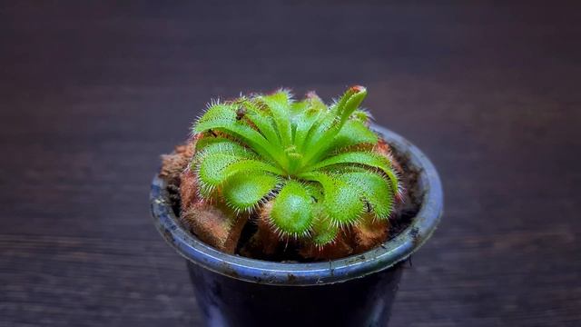 РОСЯНКА АЛИСИЯ. СЕКРЕТЫ СОДЕРЖАНИЯ / Drosera ALICIAE