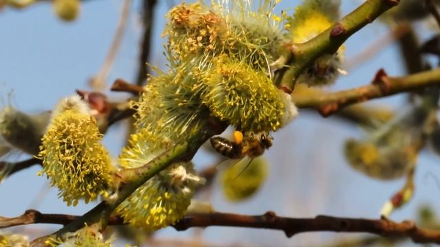 Ива козья (Salix caprea L.) и ее весенние почитатели. смотреть онлайн