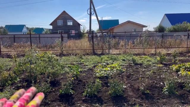 Благоустраиваем новый участок. Сажаю дельфиниумы и ромашки. смотреть онлайн