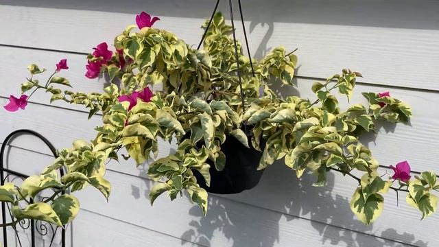 Variegated Bougainvillea. The Raspberry Ice Bougainvillea Is Showing Off Its Color!