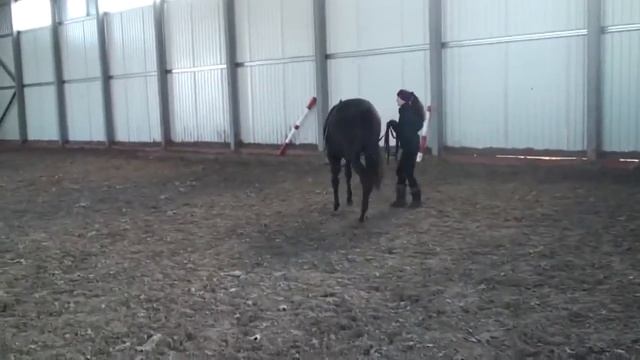 43 Двухлетка Снижение пугливости 4. Уроки верховой езды смотреть онлайн
