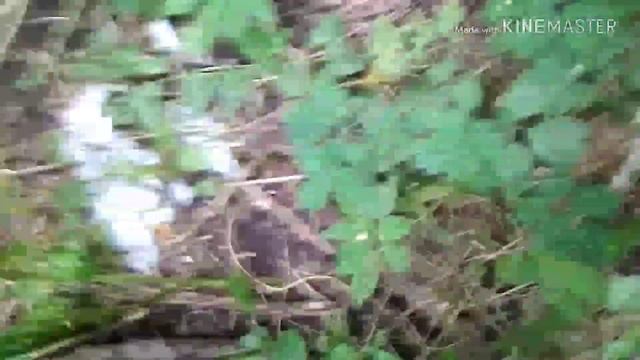 Шоооооок нашли яйца змеи смотреть онлайн