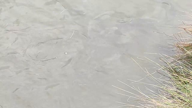 Четверг, день учебный )Прогулка вдоль океана.... смотреть онлайн