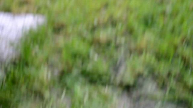 автоматический полив газона