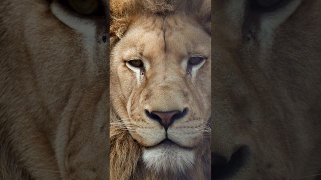 Lion facts part 2 смотреть онлайн