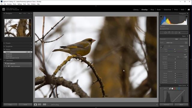 Обработка фотографий ПТИЦ в Adobe Lightroom с самого начала - пошагово | Внеочередной выпуск смотреть онлайн