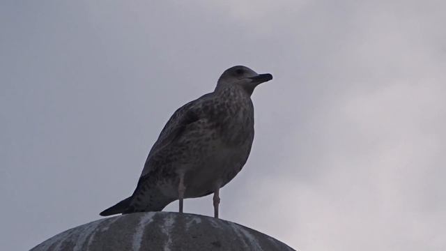 Слеток хохотуньи смотреть онлайн