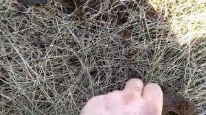 Будни металло копа. Выезд на ферму в поиски металла весеннего сезона 2022. Цена на металл растет.