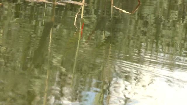 Рыбалка на КАРАСЯ в камышах на поплавок. Ловля КАРАСЯ летом с лодки. Ловля карася на маховую удочку смотреть онлайн