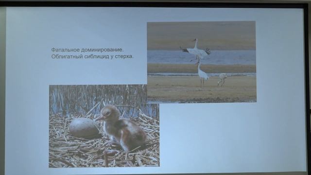 Иваницкий В. В. - Зоосоциология - Доминирование