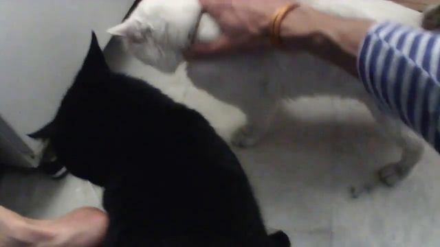 0003 Казым и Шайтан Kazım & Shaitan смотреть онлайн