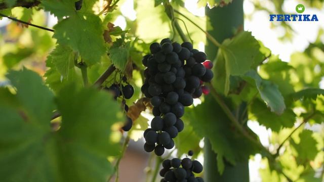 Как использовать Эко Калий? смотреть онлайн