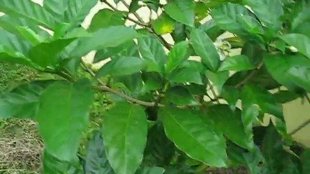 Tabernaemontana coronaria смотреть онлайн