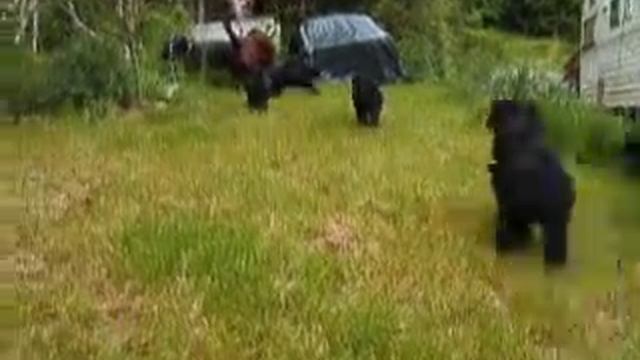 Black Russian Terrier - Getera Ochy Chyornye & pups смотреть онлайн