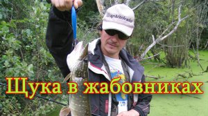 Константин Кузьмин. Щука на жабовниках, 2009 год