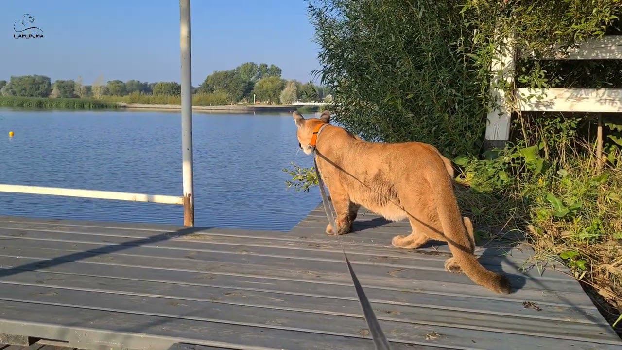 Месси гуляет у соседей!