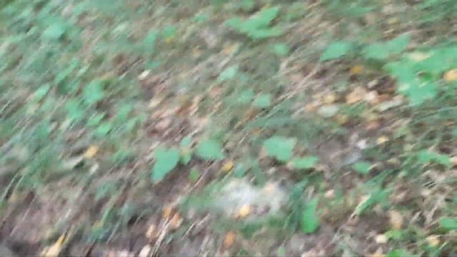 Сентябрь 2021 поездка в лес по грибы !!!