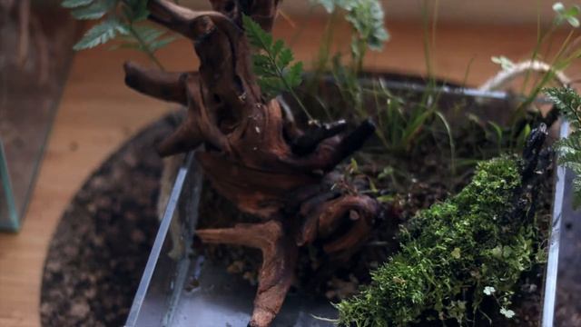 HOW TO - RESCAPING 1 year old Wabikusa - and start all over again смотреть онлайн