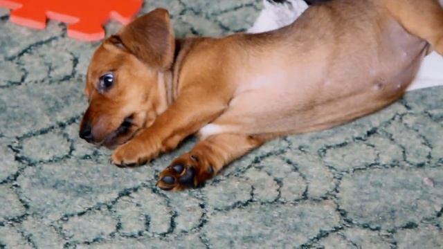 Щенок Карликовой таксы. Funny dog смотреть онлайн