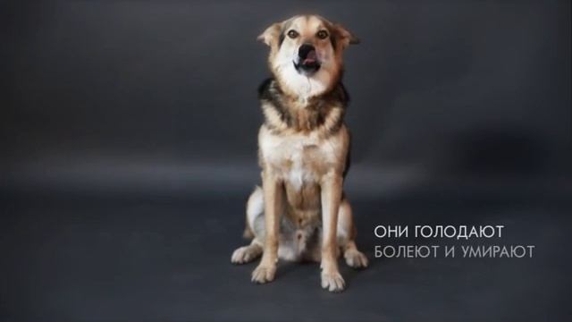 zoo 30s смотреть онлайн