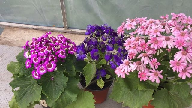 Цинерария из семян.