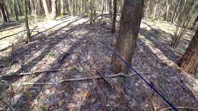 ПОЛЯНЫ ГРИБОВ! Строчки пошли массово! Фаршированная саркосцифа! Готовим строчок гигантский! смотреть онлайн