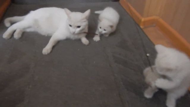 Умываемся хором! Три белых котенка и белая мама-кошка смотреть онлайн