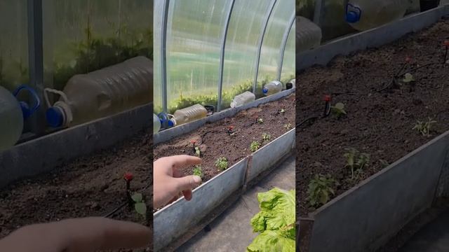 Капельный автополив своими руками с Алиэкспресс на даче в теплице у огурцов смотреть онлайн