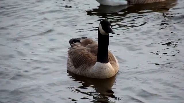 Panasonic Lumix DMC FZ35: swimming geese. смотреть онлайн