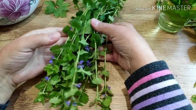 Яснотка пурпурная, плющевидная будра. СОРНЯК??? ИЛИ ЛЕКАРЬ? Лечебные свойства.