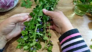 Яснотка пурпурная, плющевидная будра. СОРНЯК??? ИЛИ ЛЕКАРЬ? Лечебные свойства.