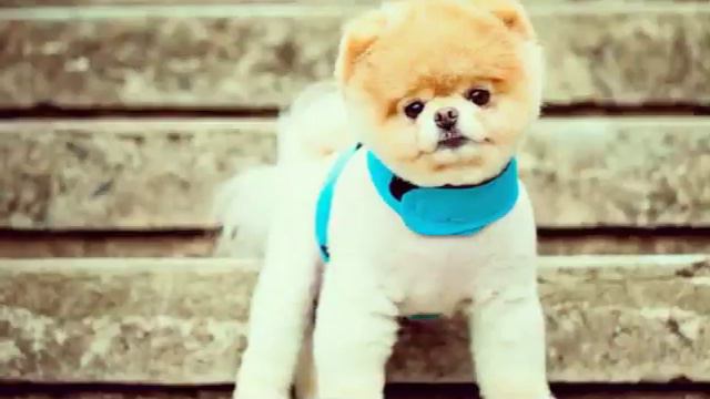 Собаки породы "ШПИЦ" смотреть онлайн