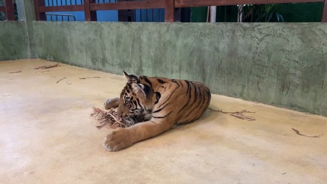 Пхукет Tiger Kingdom смотреть онлайн
