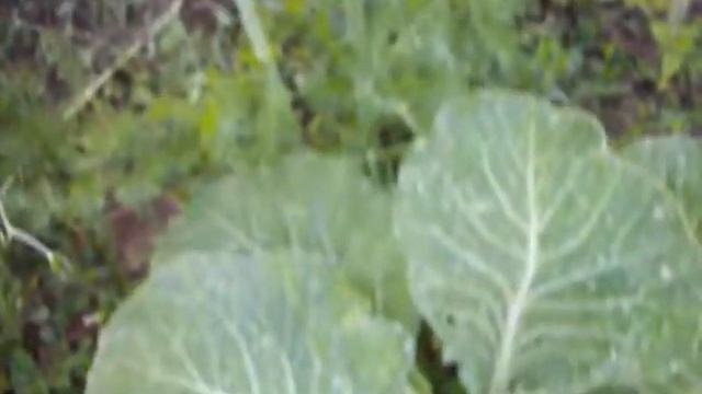 Сажать или не сажать БАРХАТЦЫ для защиты огородных культур смотреть онлайн