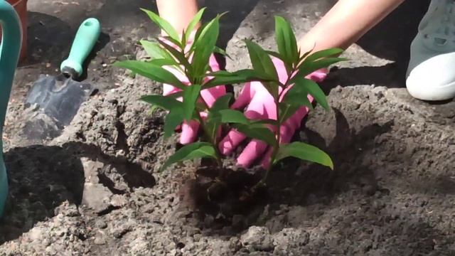 Как сажать флоксы