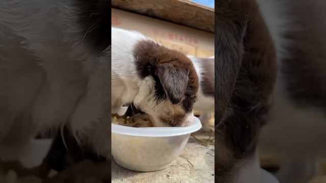 Брошенные щенки 😢 смотреть онлайн