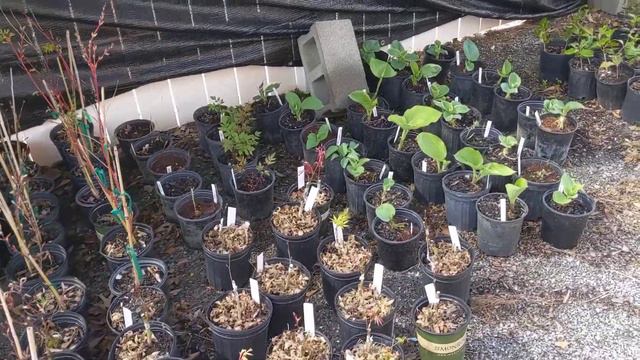 Free Plants!!! | How to start a backyard nursery and grow plants for free смотреть онлайн