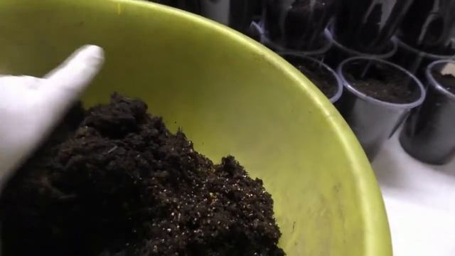 размножение изолеписа смотреть онлайн