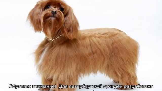 Питерская орхидея (собака): описание невской породы смотреть онлайн