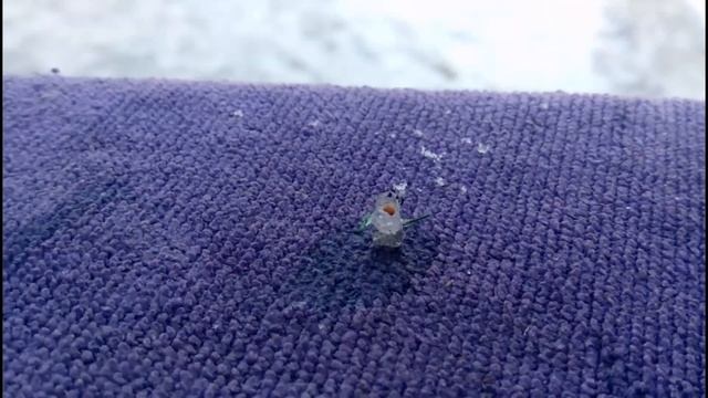 #100КЗАСНЕГОВИКА #SLIVKISHOW 100К за СНЕГОВИКА 2020! Такого маленького снеговика вы ещё не видели! смотреть онлайн