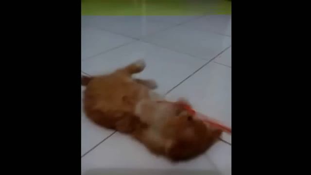 Смешные кошки :) Часть 216 смотреть онлайн