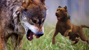 ВОЛК мертвой хваткой вцепился клыками в ПИТБУЛЯ не оставляя шансов на победу.