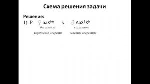 Практика 15 Часть  3 Решение задач по генетике пола
